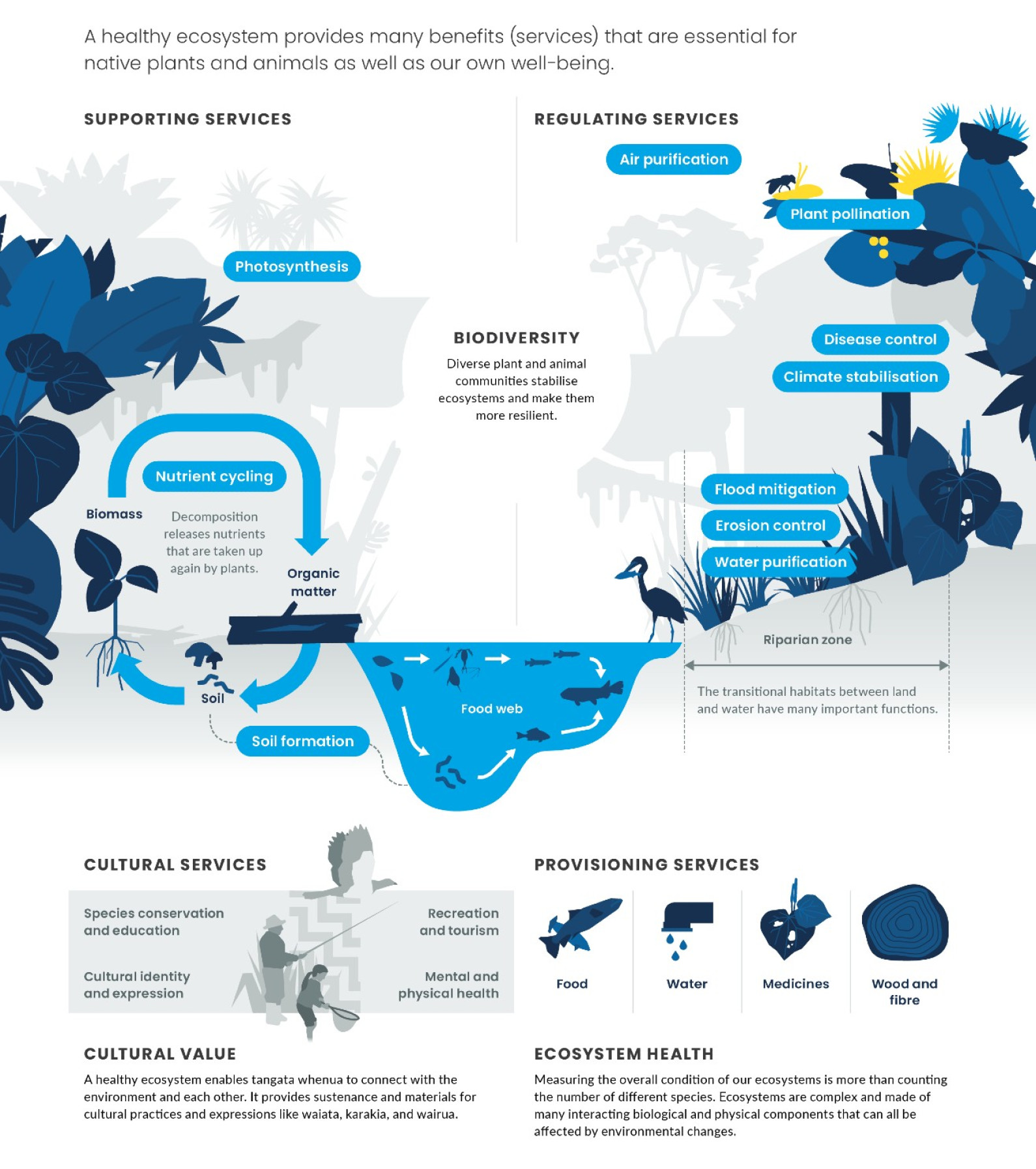 Infographic showing benefits of ecosystems, such as air purification, water filtration, pollination, soil formation, climate regulation, flood control, erosion control, food, water, and cultural values—highlighting the intrinsic value of nature with illustrated plants and animals.