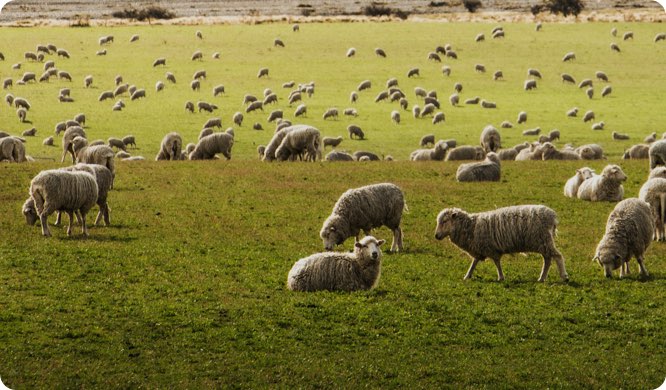 many sheep on a large paddock