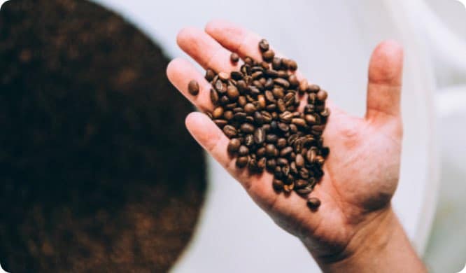 hand full of coffee beans