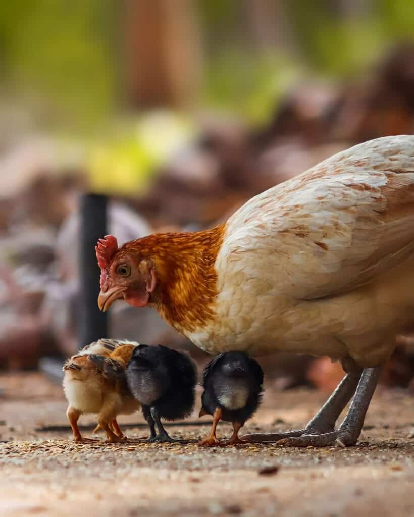 A hen with light brown and white feathers is standing on a dirt ground, closely watching over three baby chicks. Two chicks are black, and one is light brown. The background is blurred, focusing attention on the hen and her chicks.