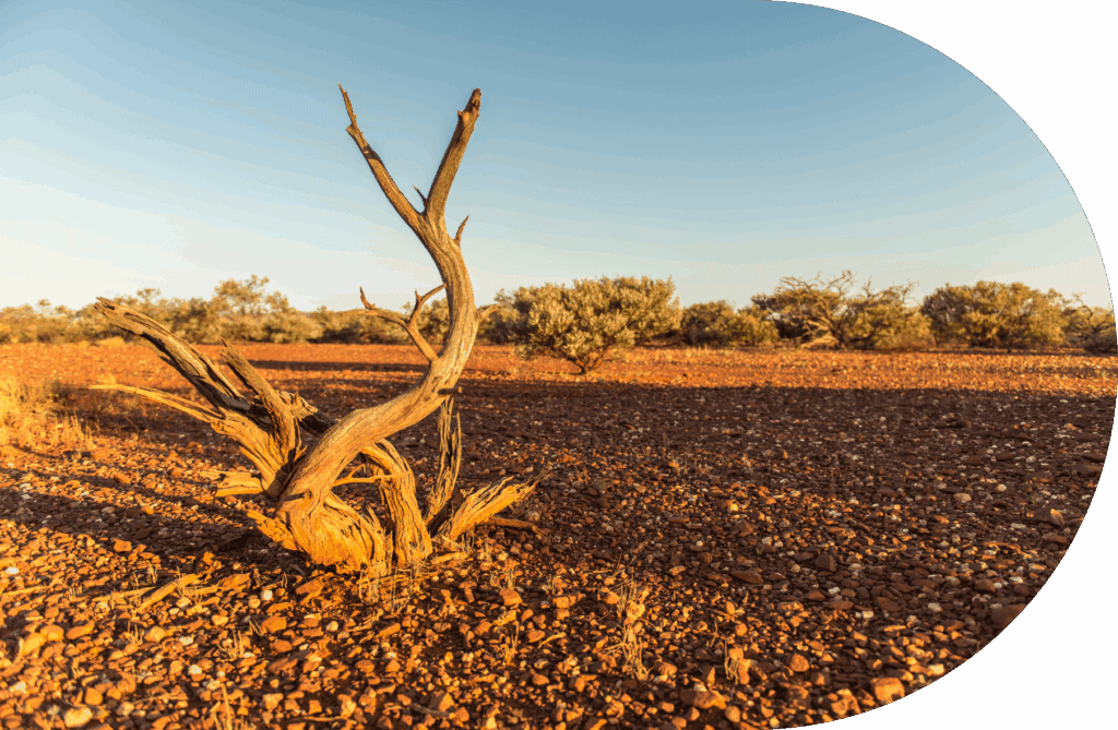 A dry, twisted tree trunk sits on a reddish, rocky desert landscape under a clear blue sky, hinting at climate risk. Sparse shrubs and small bushes dot the background. A curved, black border is visible in the top right corner.