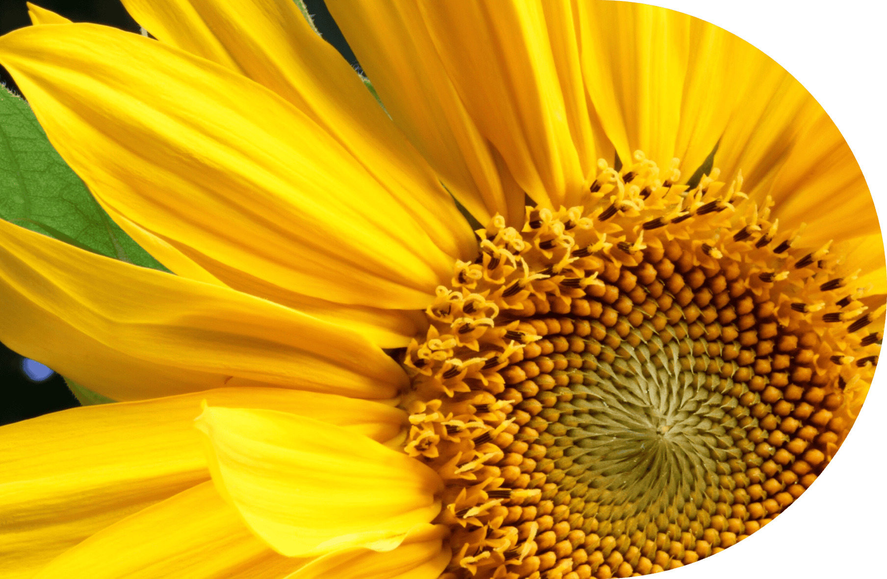 Close-up view of a sunflower, highlighting bright yellow petals and a detailed spiral seed pattern in the center. Part of a green leaf is visible in the background, emphasizing the beauty and importance of environmental valuation. Curved crop on top right.