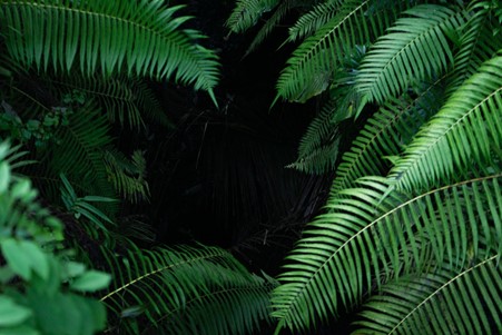 Large green fern leaves frame a dark, shadowy center, creating a tunnel-like effect in dense jungle foliage—much like the journey to seek support through a mental health helpline, where hope emerges from darkness.