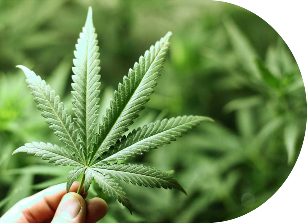 A hand holds a green cannabis leaf in focus, with blurred cannabis plants in the background, symbolising Victoria's new regulations.